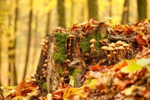 wild mushrooms on log